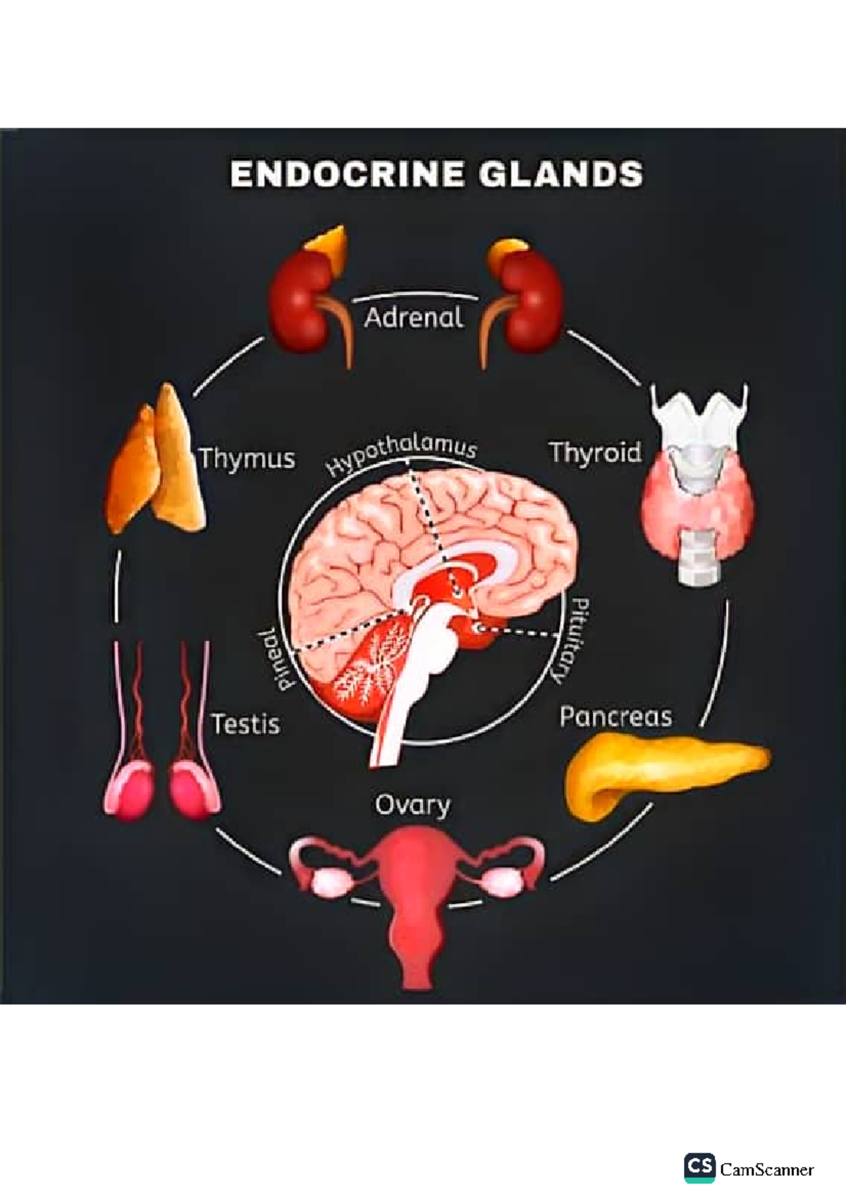 Endocrine System: Mastering the Hormonal Symphony - ENDOCRINE GLANDS ...