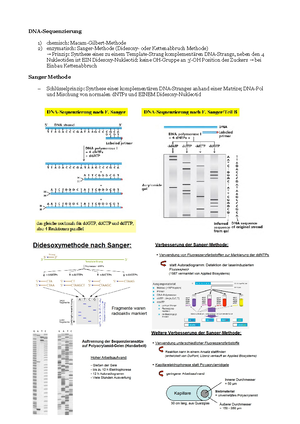 27 Transkriptionsfaktoren Mlu Dna Sequenzierung Chemisch Macam Gilbert Methode Enzymatisch Sanger Methode Didesoxy Oder Kettenabbruch Methode Prinzip Studocu