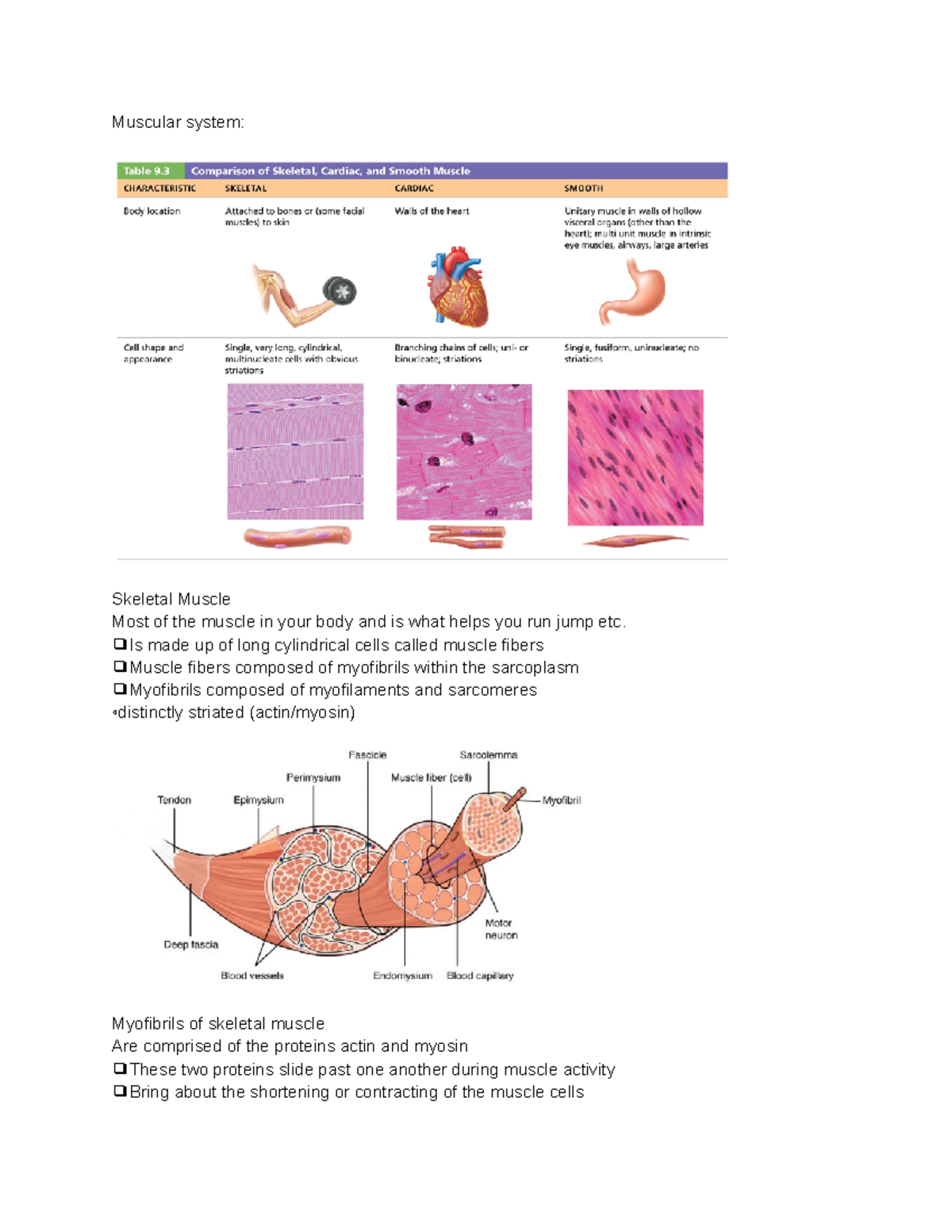 Muscular system Notes- BIOL 244 - Muscular system: Skeletal Muscle Most ...