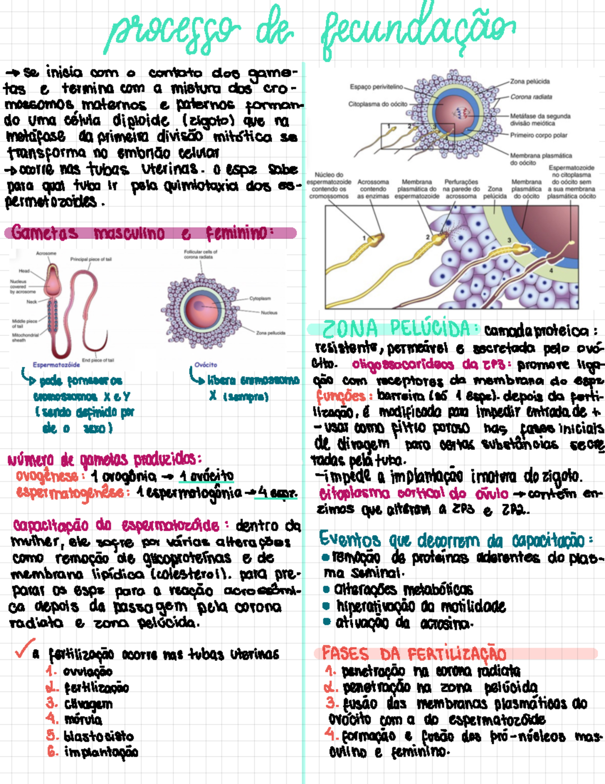 Fecundação - resumo de aula - processo de fecundação -> se inicia com o ...