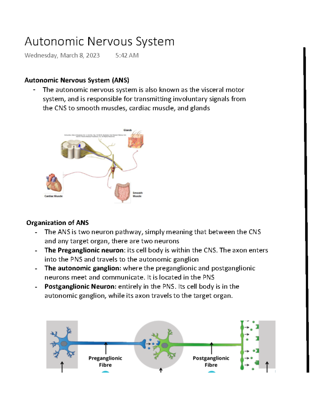 Autonomic Nervous System - The axon enters into the PNS and travels to