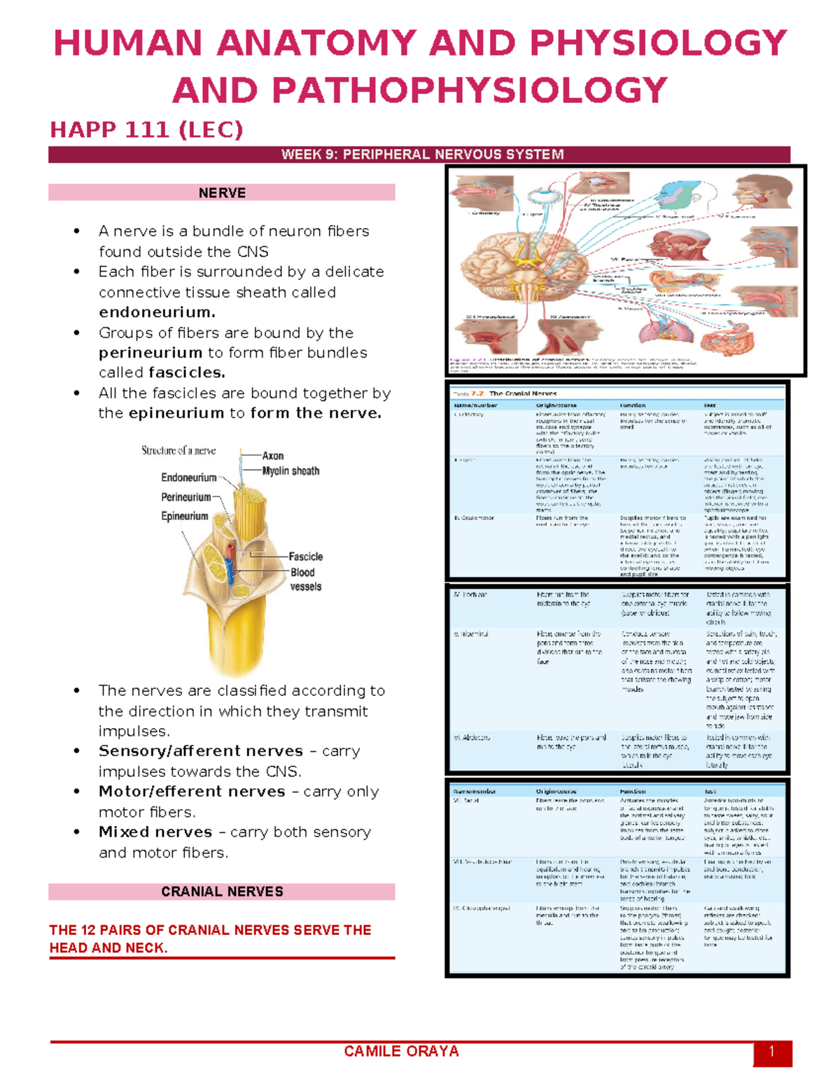 HAPP(LEC) WEEK9 Trans - HUMAN ANATOMY AND PHYSIOLOGY AND ...