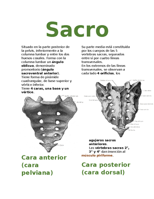 sacro vista posterior