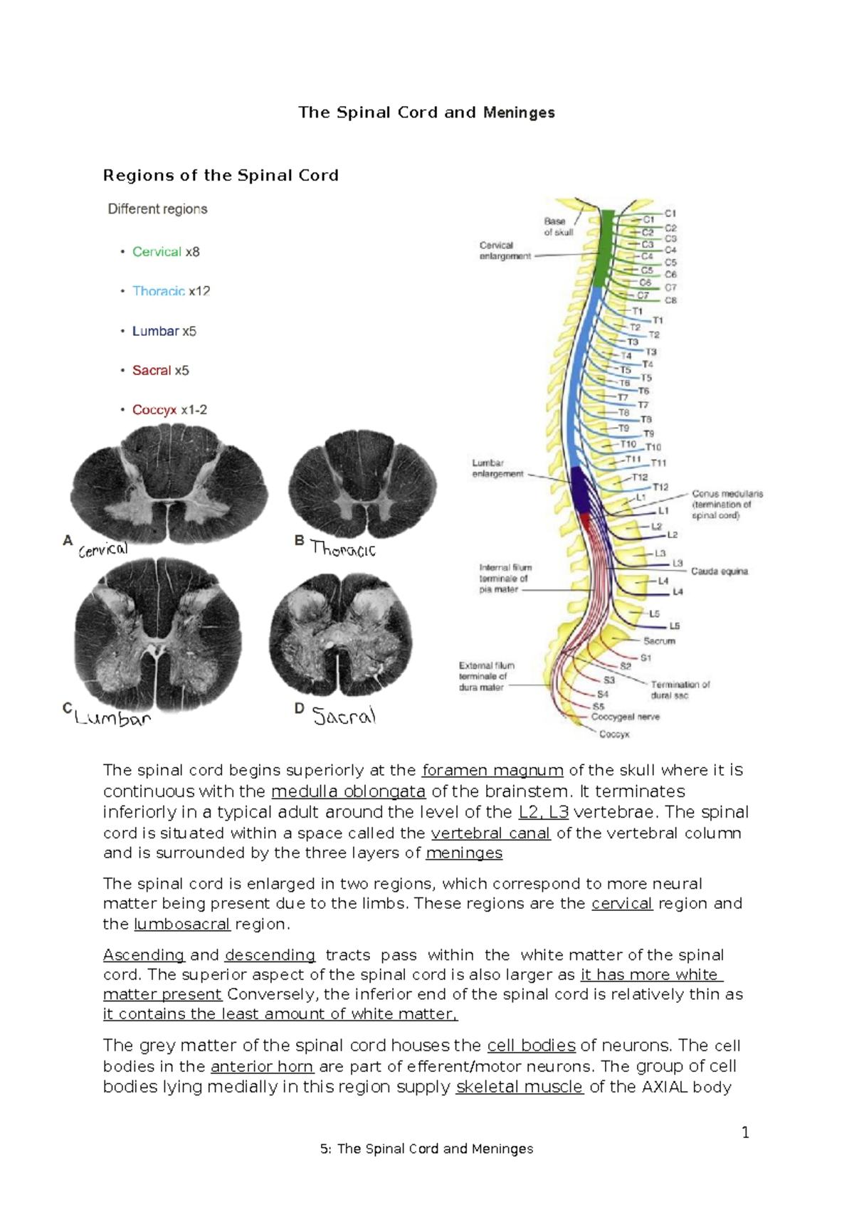 5- The Spinal Cord and Meninges - The Spinal Cord and Meninges Regions ...