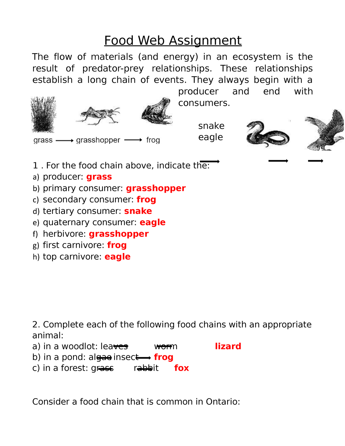 assignment on food chain and food web