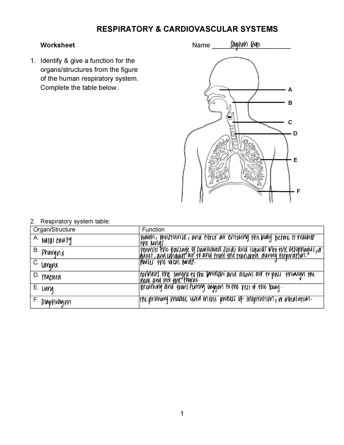 Lab 16 Respiratory & Cardiovascular Systems Worksheet - 1 A B D E F ...