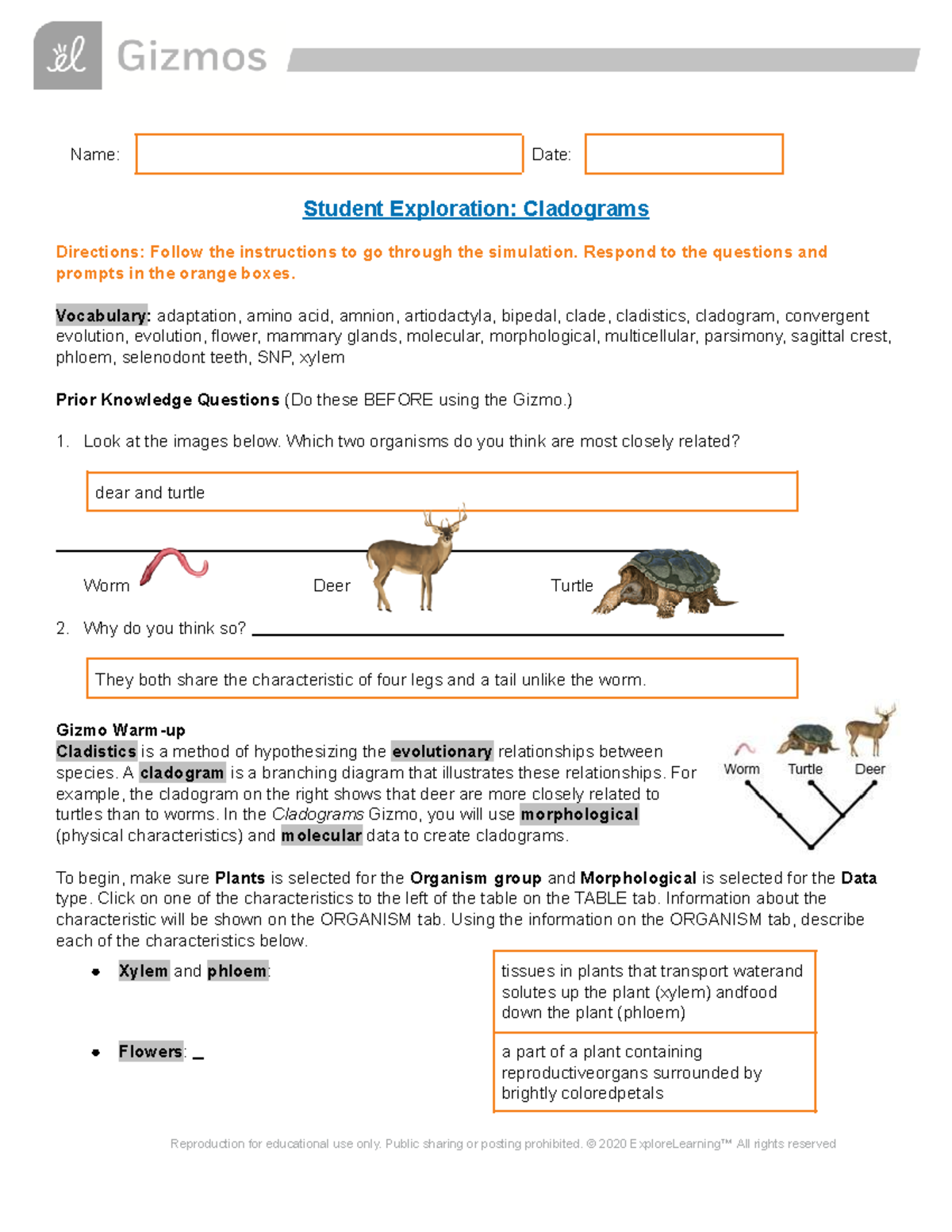  Cladograms SE Name Date Student Exploration Cladograms
