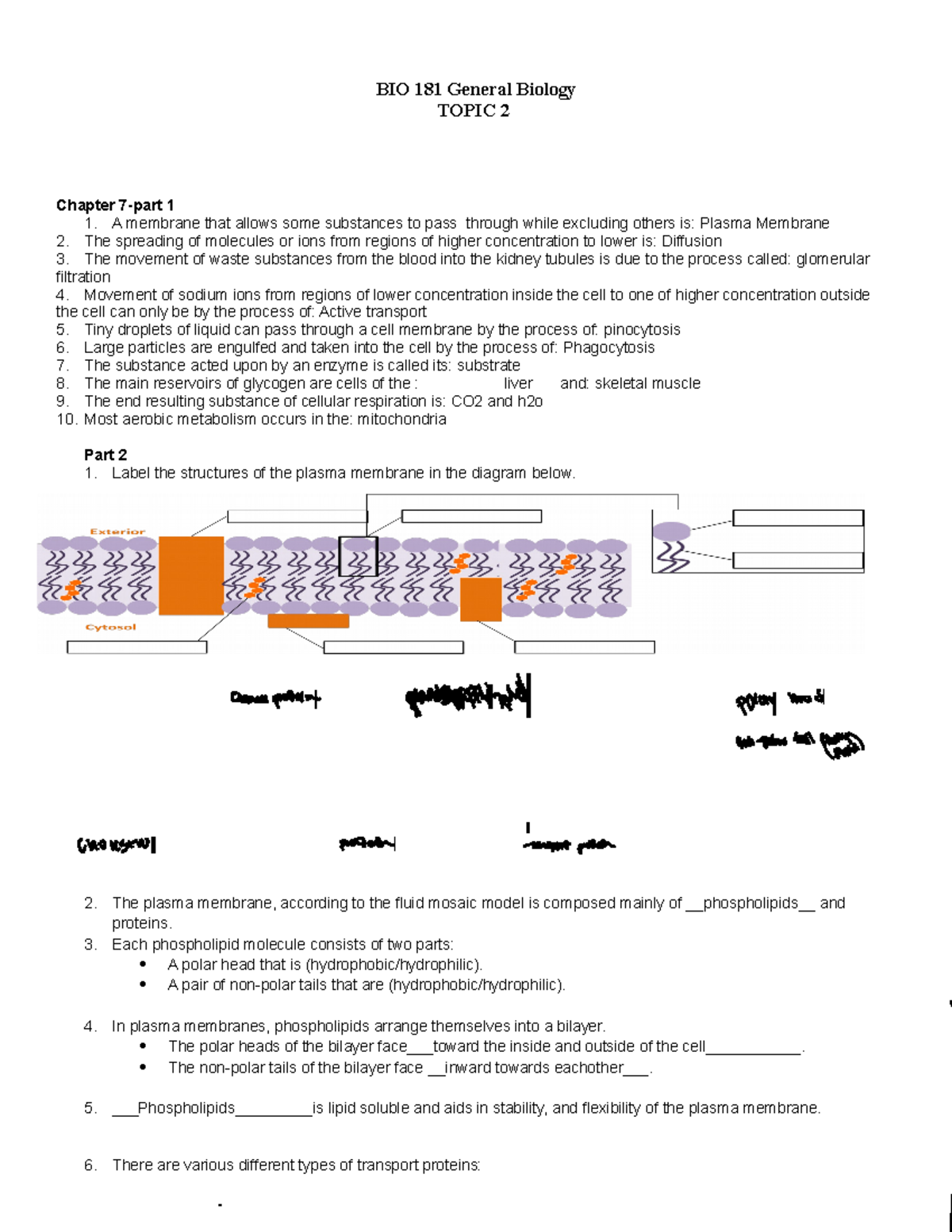 biology chapter 7 homework answers