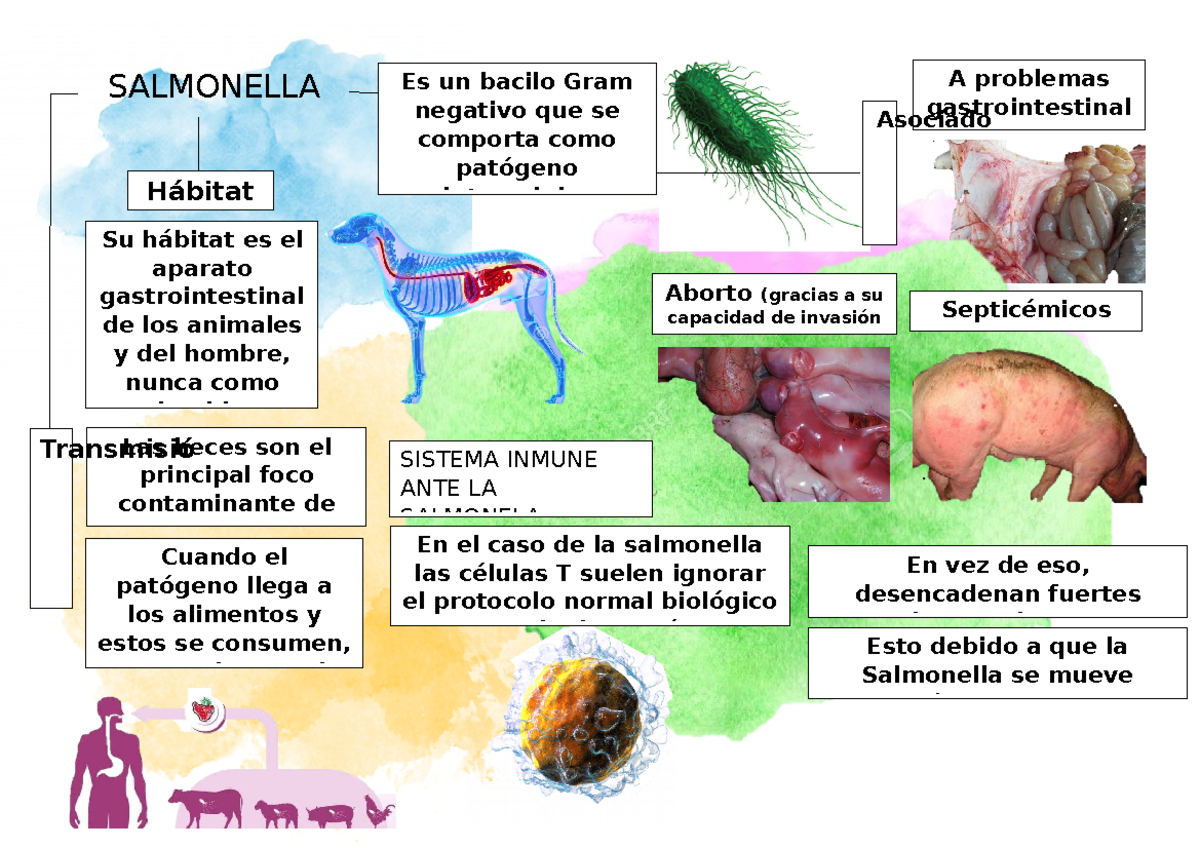 Salmonella Cuando el patógeno llega a los alimentos y estos se