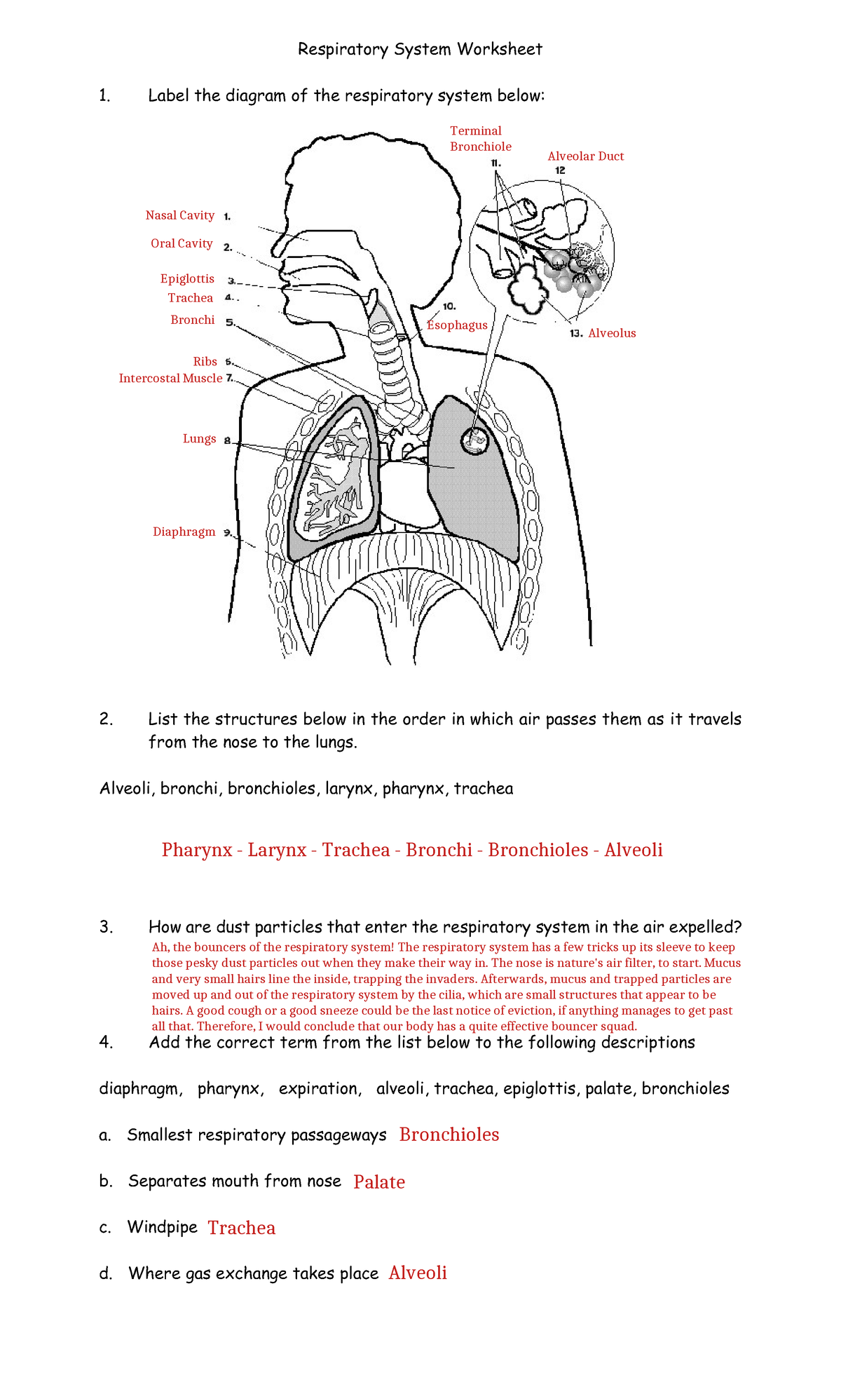 Respiratory System Worksheet Label the diagram of the respiratory