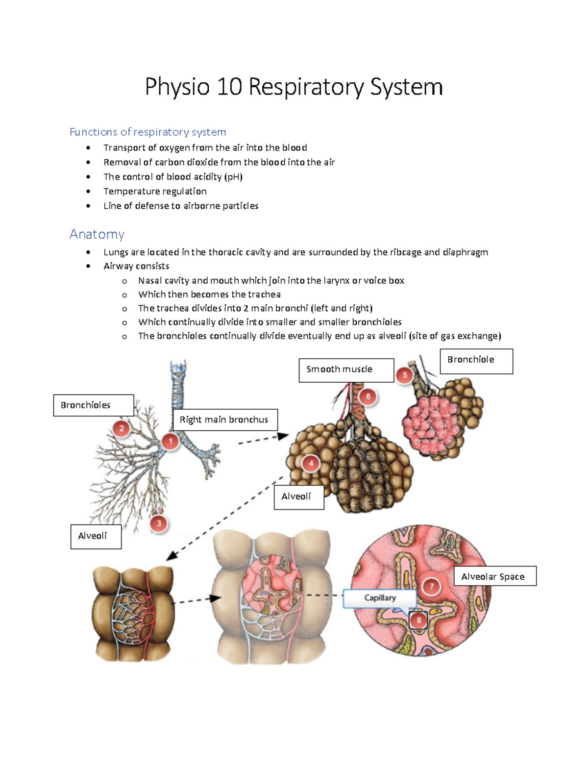Physio unit 10 notes - Physio 10 Respiratory System Functions of ...