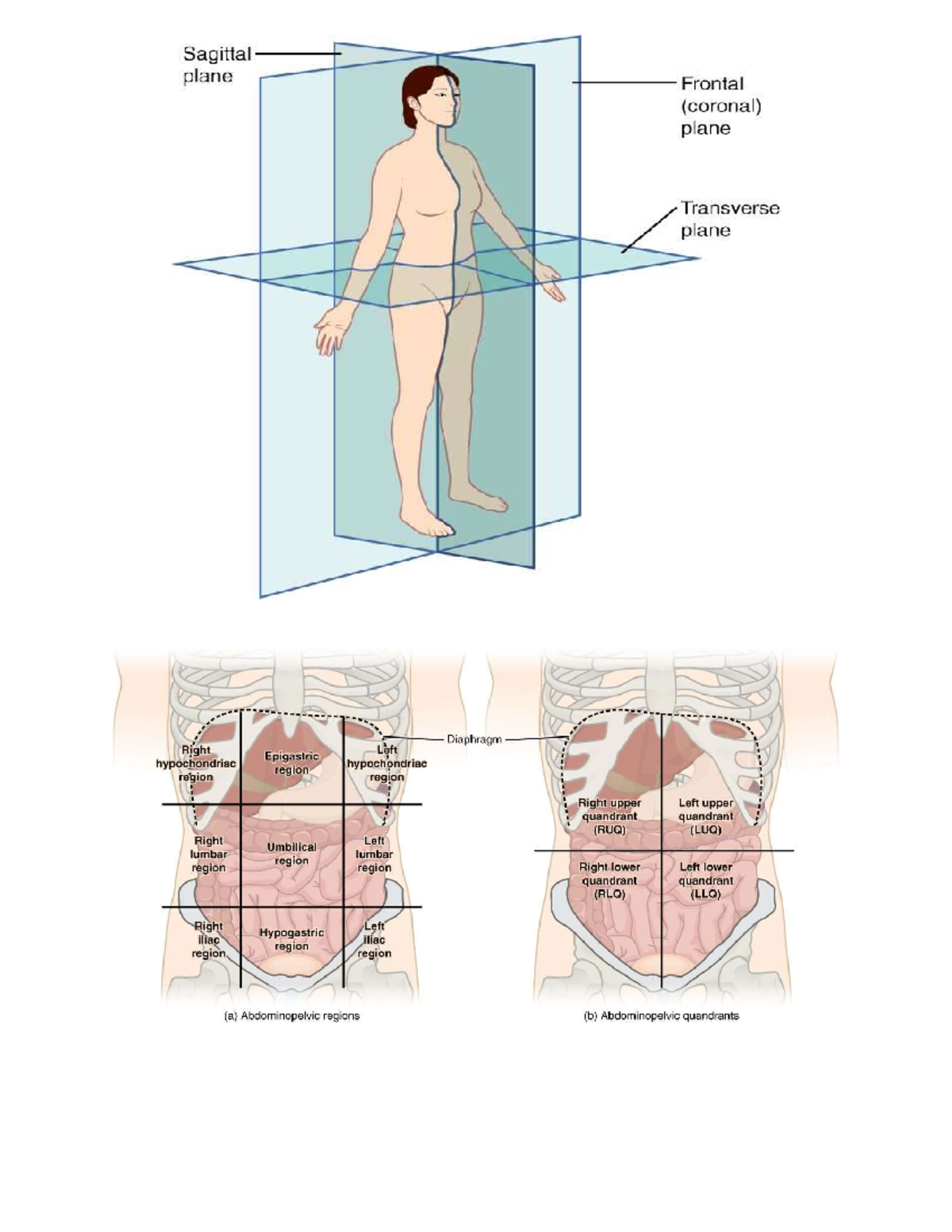 Body Systems and planes - Sagittal plane Frontal (coronal) plane ...