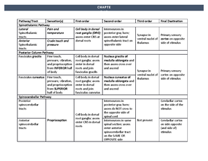 Ch 14b - Notes - Anatomy And Physiology I Chapter 14 Outline: The Brain ...