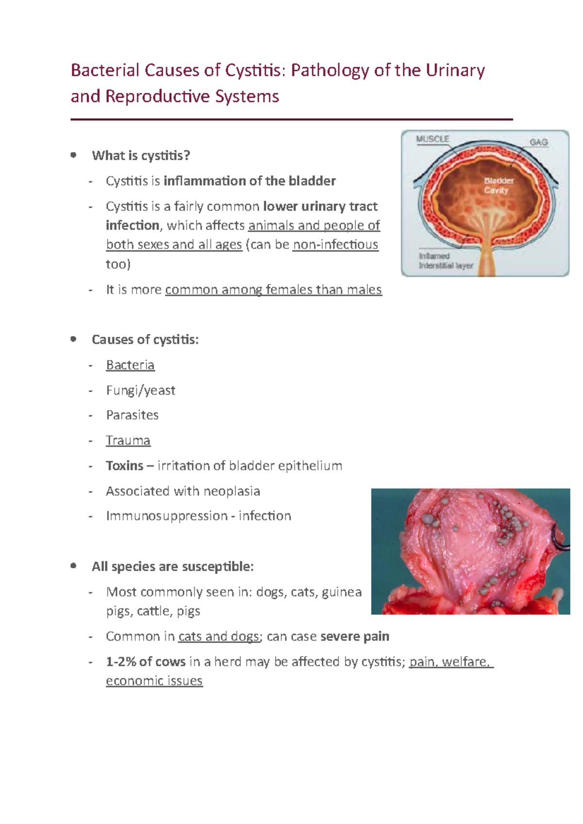 Bacterial Causes of Cystitis PURS - Bacterial Causes of Cystitis ...