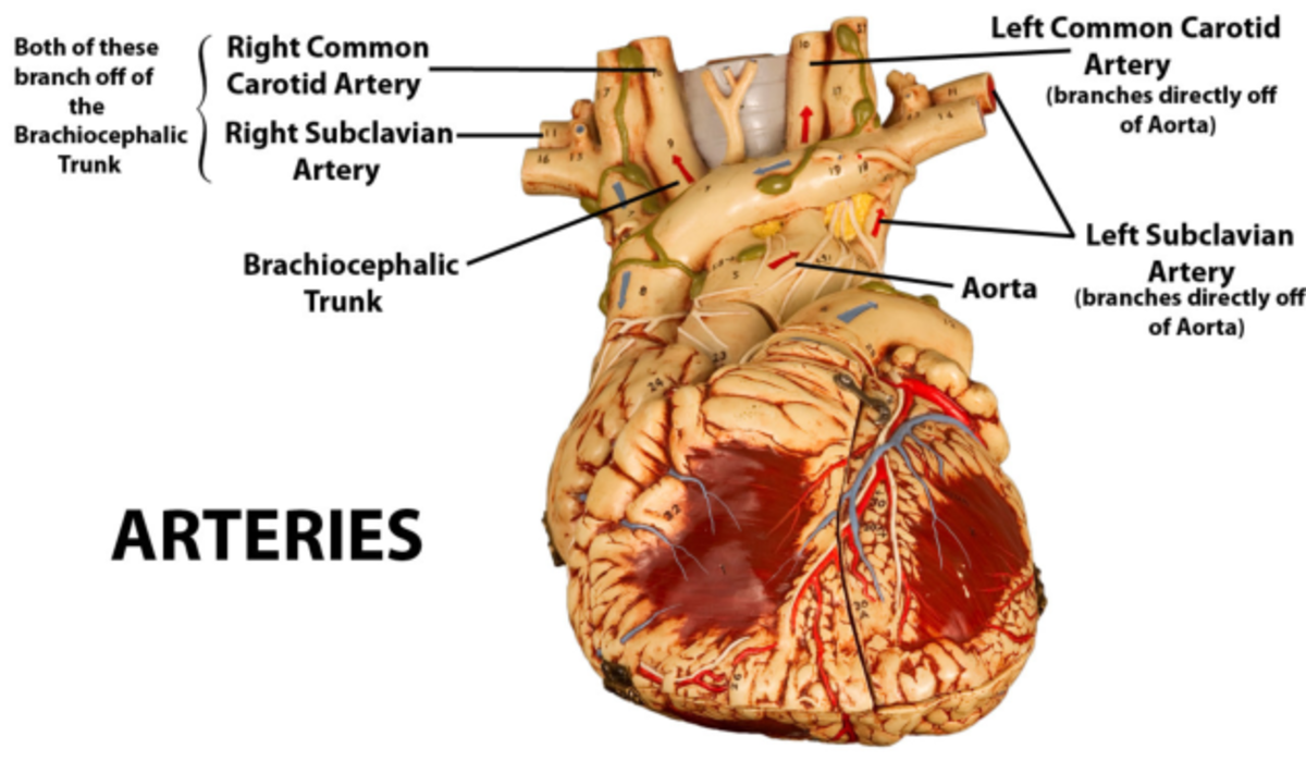 Anatomy and physiology - Left Common Caro Both of these Right Common 10 ...