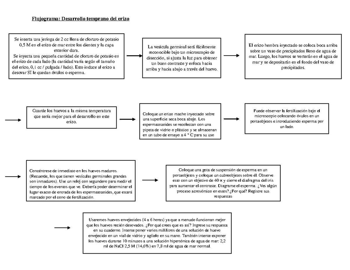 Flujograma Desarrollo Temprano Del Erizo Studocu