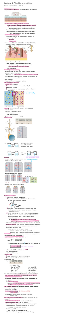 BIO 302 Lecture 5 - Fall 2022 - Resting Membrane Potential All Cells ...