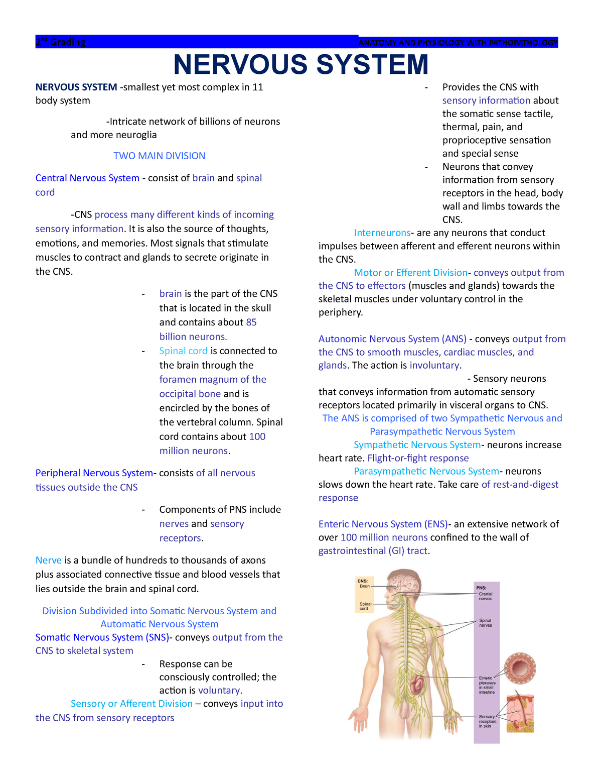 assignment of nervous system