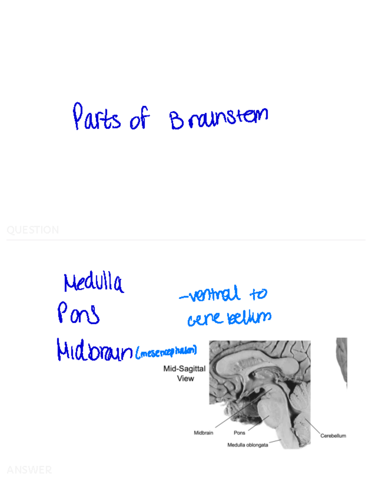 Brain Stem And Cerebellum - QUESTION Parts of Brainstem Medulla ...