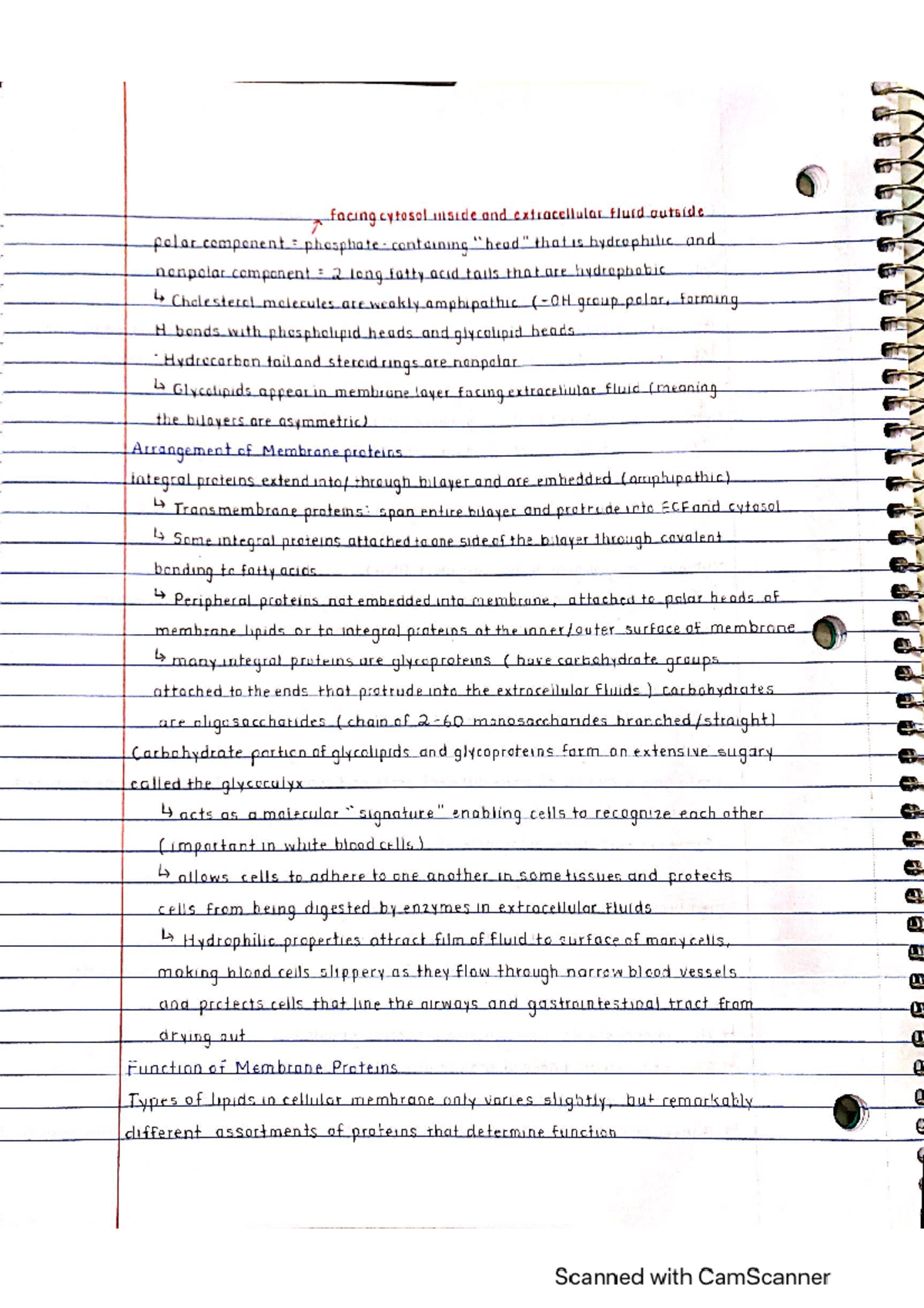 Chapter 2b - BIOL 1191 - Studocu