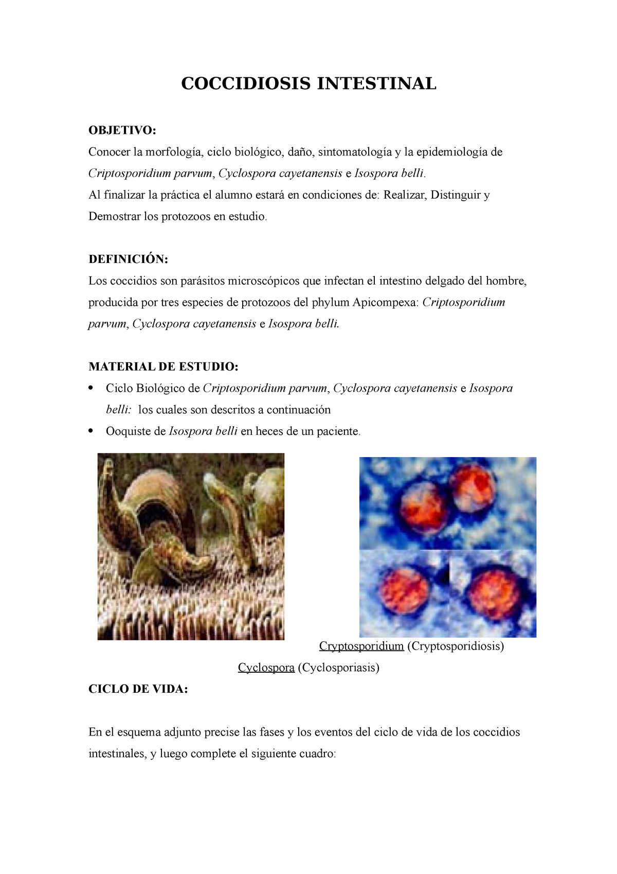 ciclo de vida del criptosporidio