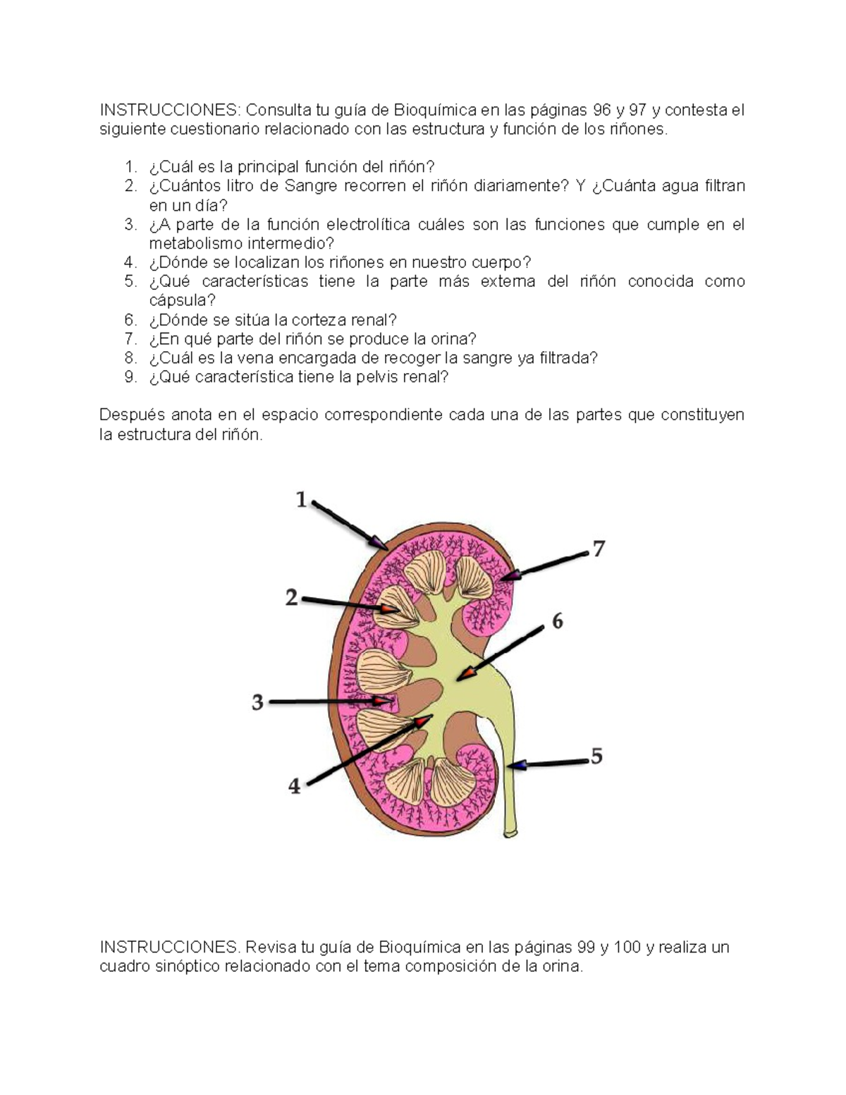Estructura Y Función DEL RIÑON INSTRUCCIONES