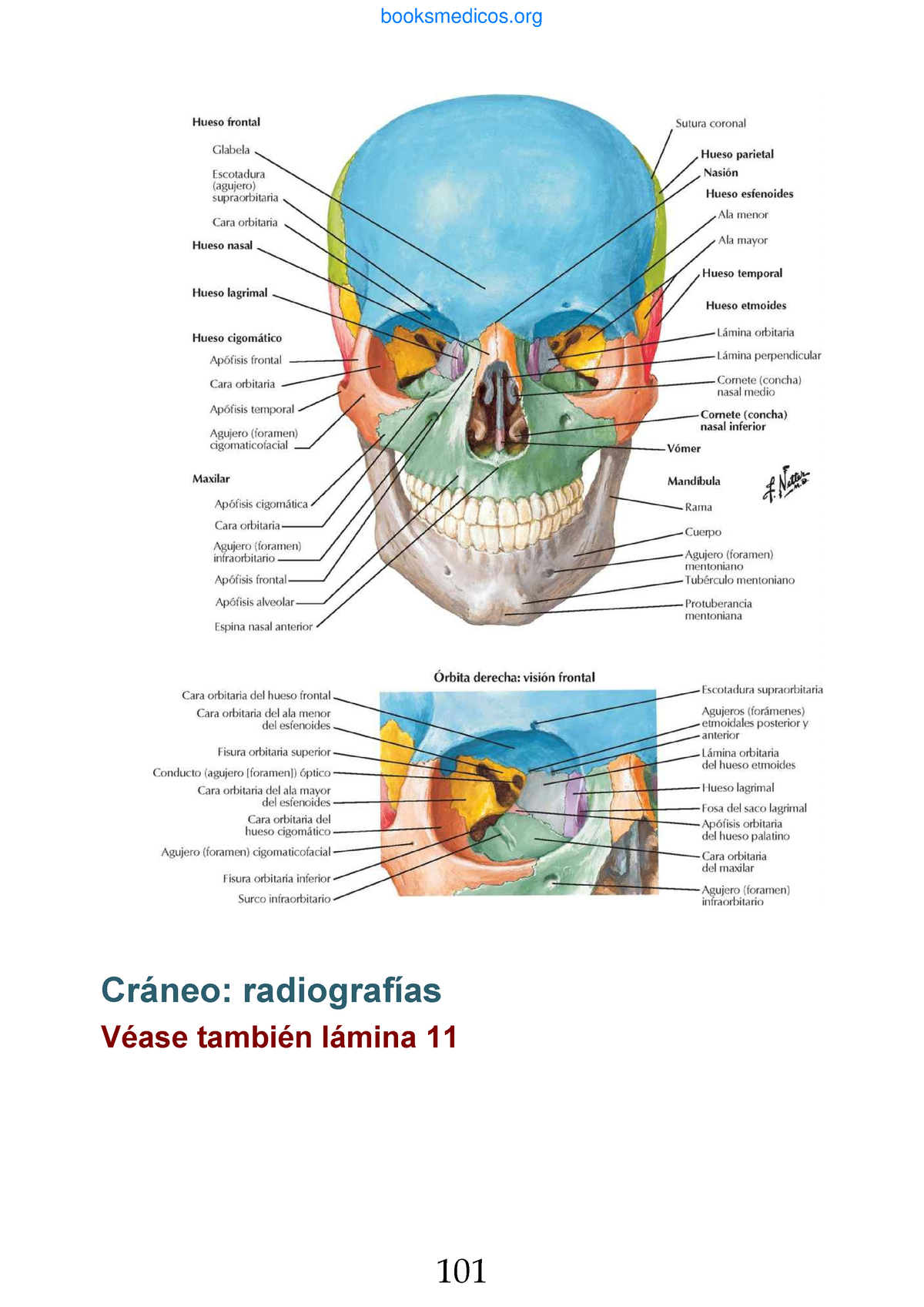 Anatomia De Netter Anatomía I And Ii Ucsg Studocu