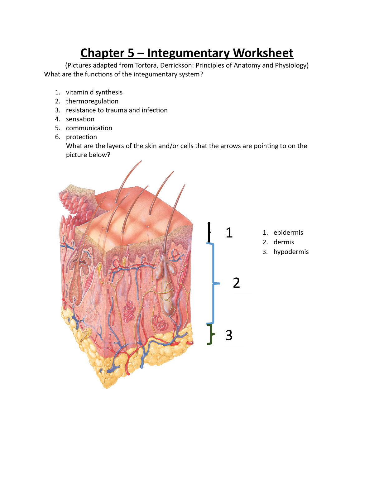 Integumentary system worksheet bios22 - Chapter 22 – Integumentary Throughout Integumentary System Worksheet Answers