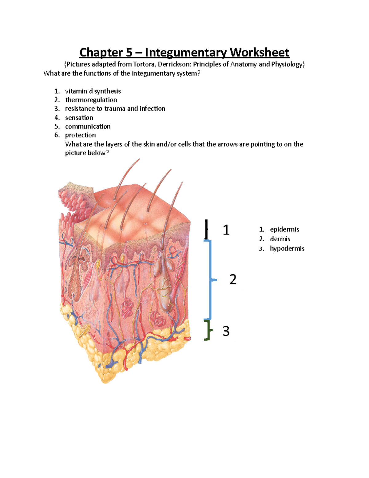 Integumentary System Worksheet Bios251 Chapter 5 Integumentary