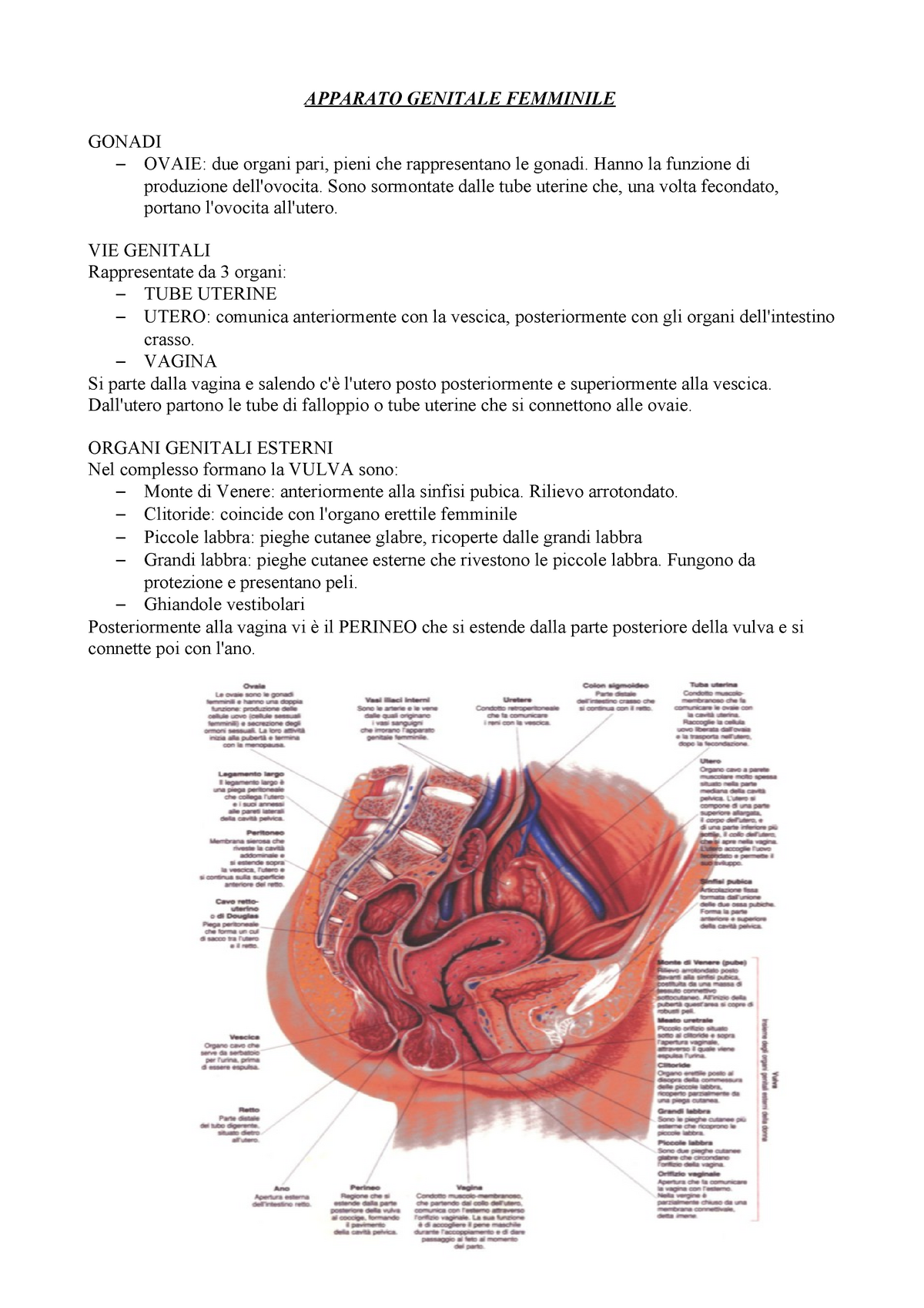 Apparato Genitale Femminile Apparato Genitale Femminile Gonadi Ovaie Due Organi Pari Pieni 5880