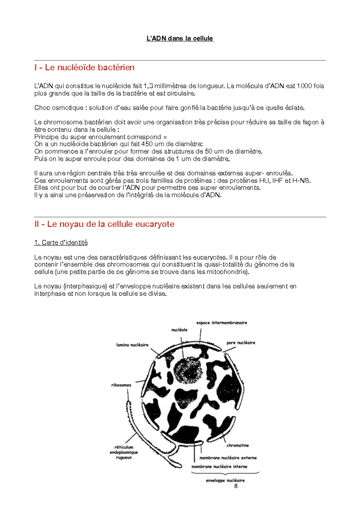 Cours 5 - L'ADN dans la cellule - L’ADN dans la cellule I - Le ...