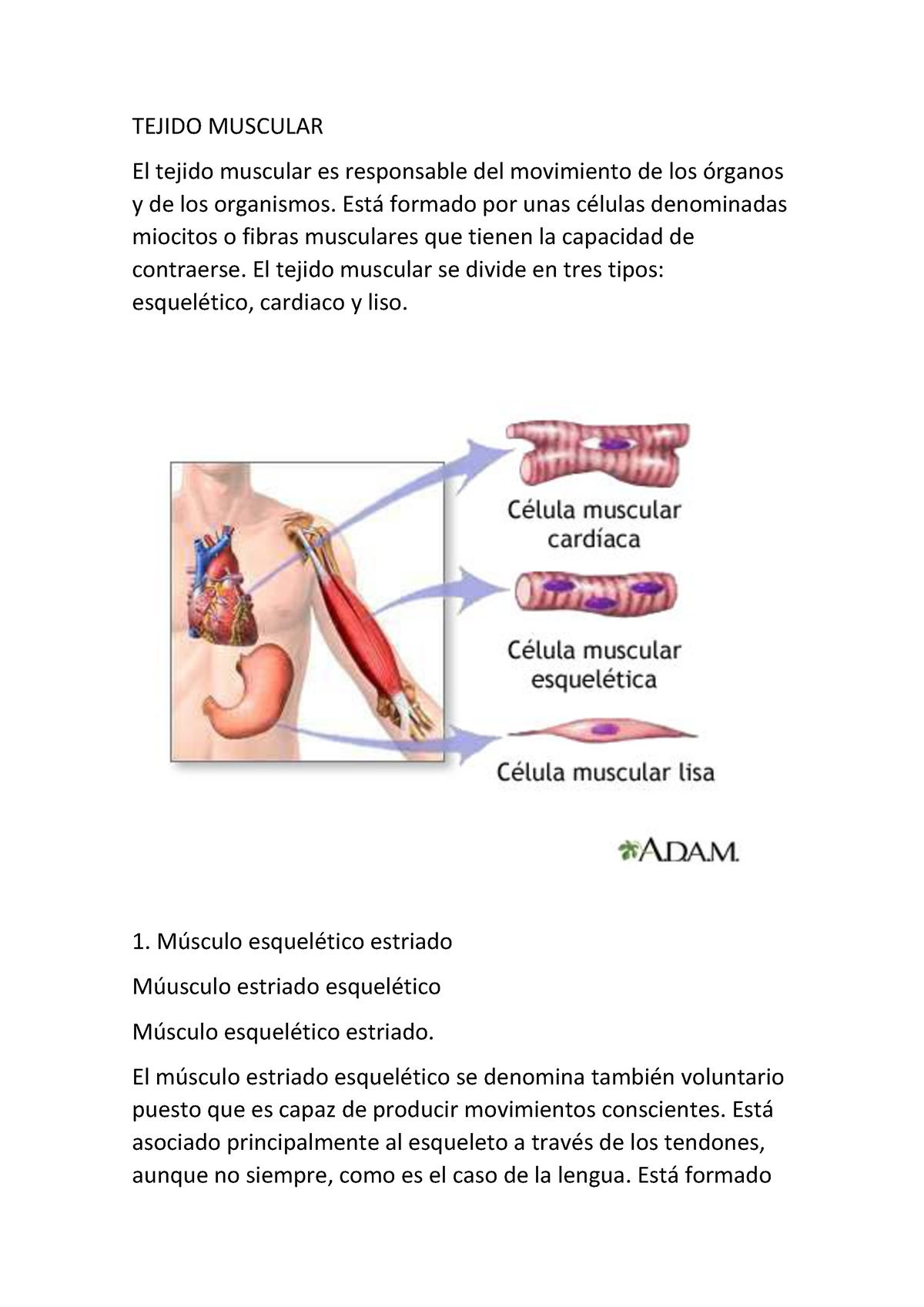 Tejido Muscular Apuntes Primer Parcial Tejido Muscular El Tejido Muscular Es Responsable Del 