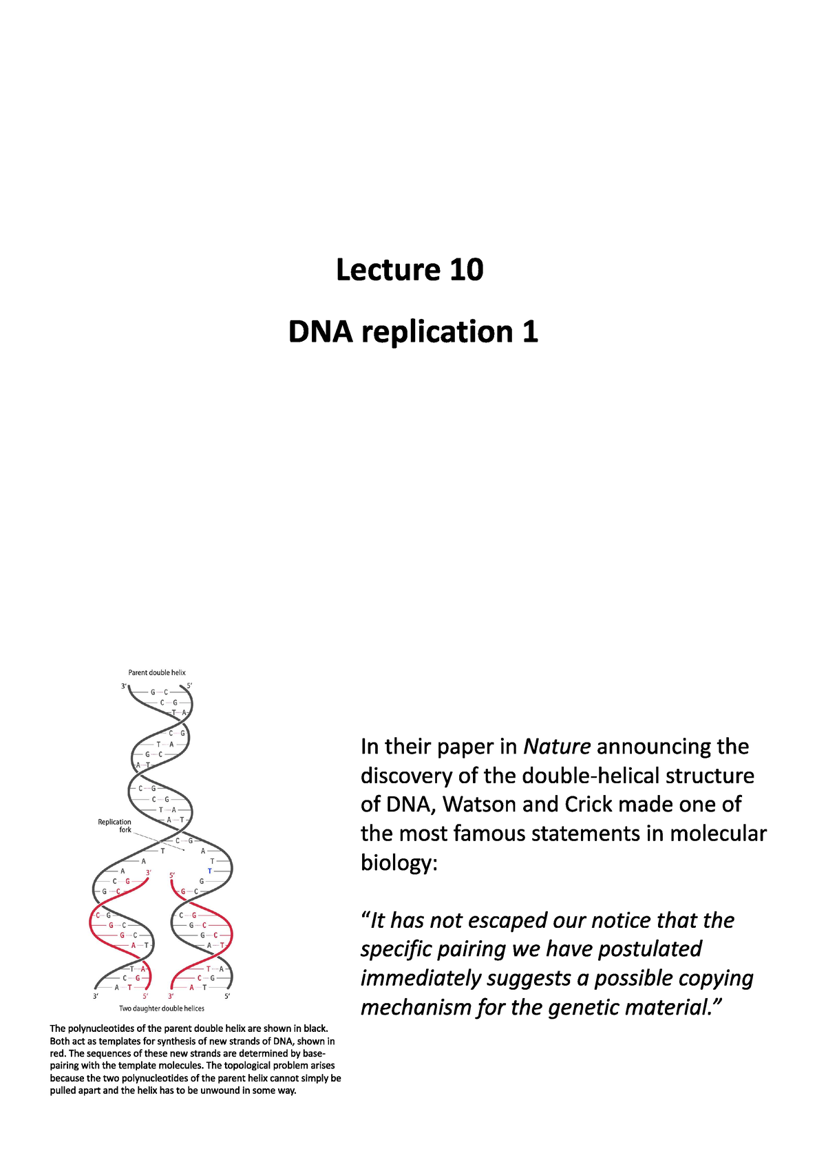 Lecture 10 Molecular Biology Studocu   Thumb 1200 1697 