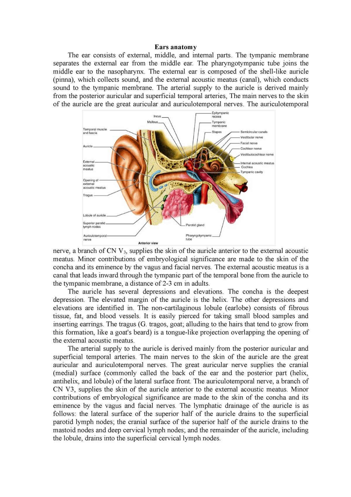 Anatomy And Physiology Lecture Notes Ear Anatomy Diagrams And