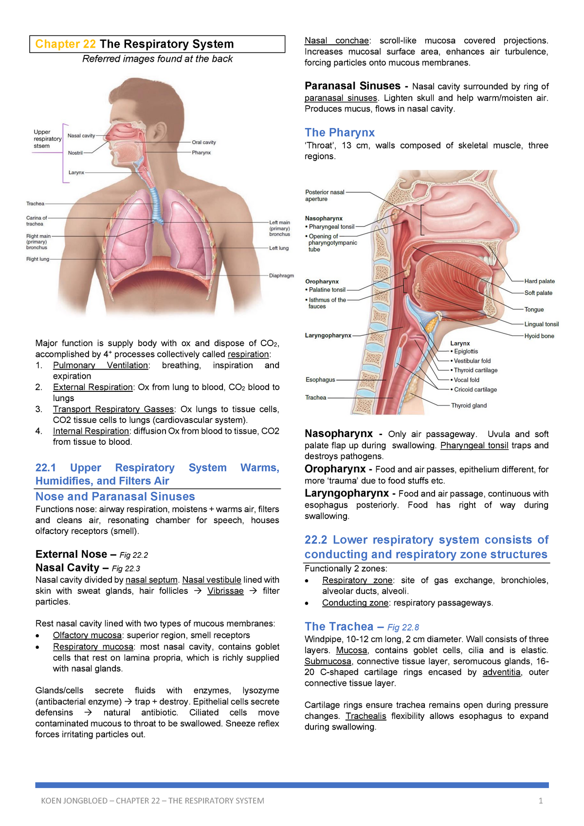 Anatomy Chapter 22 The Respiratory System Warning Tt Undefined
