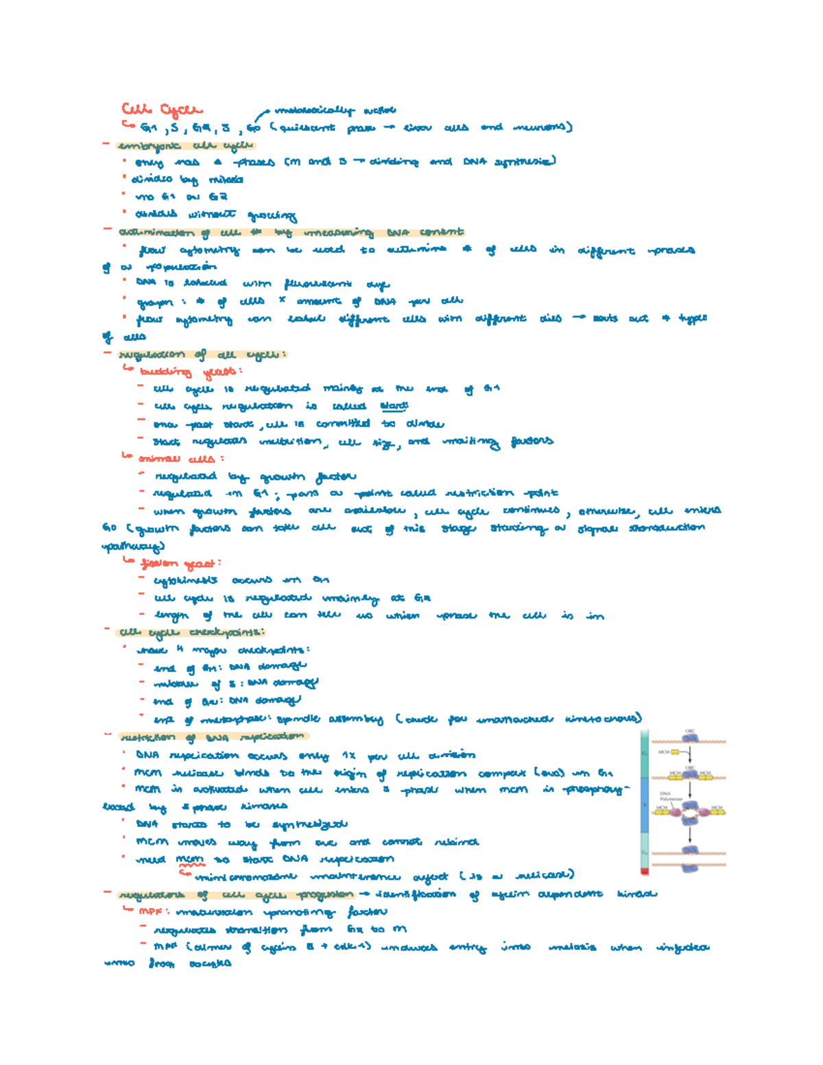 Cell cycle - Cell cycle metabolicallyactive Gr S Ga S Go Caniescent ...