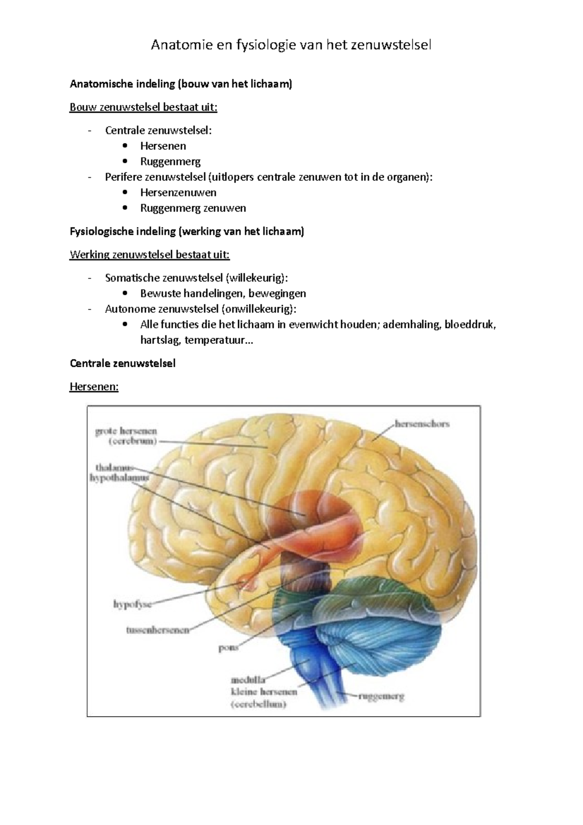 Anatomie En Fysiologie Van Het Zenuwstelsel - Anatomie En Fysiologie ...