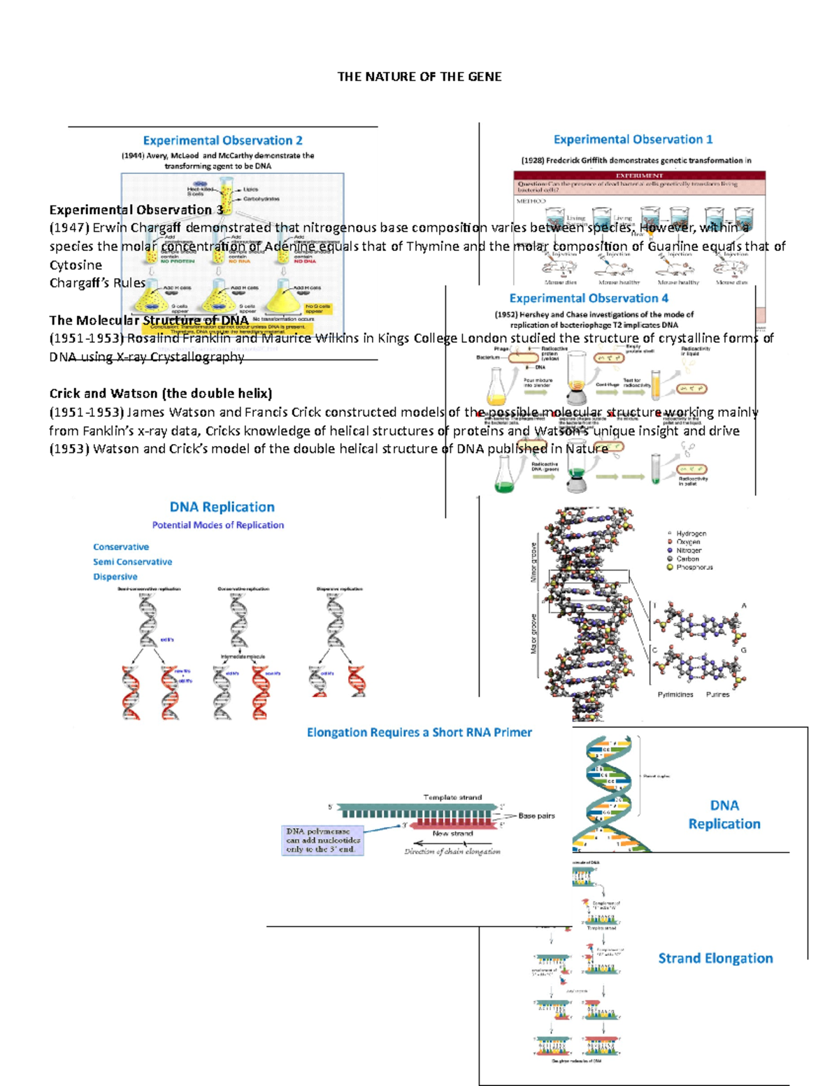 THE Nature OF THE GENE - Lecture notes 2 - THE NATURE OF THE GENE ...