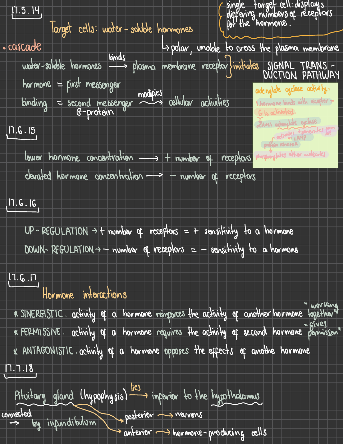 Chapter 17 - Endocrine System - 17. 14 Target cells:water-soluble ...