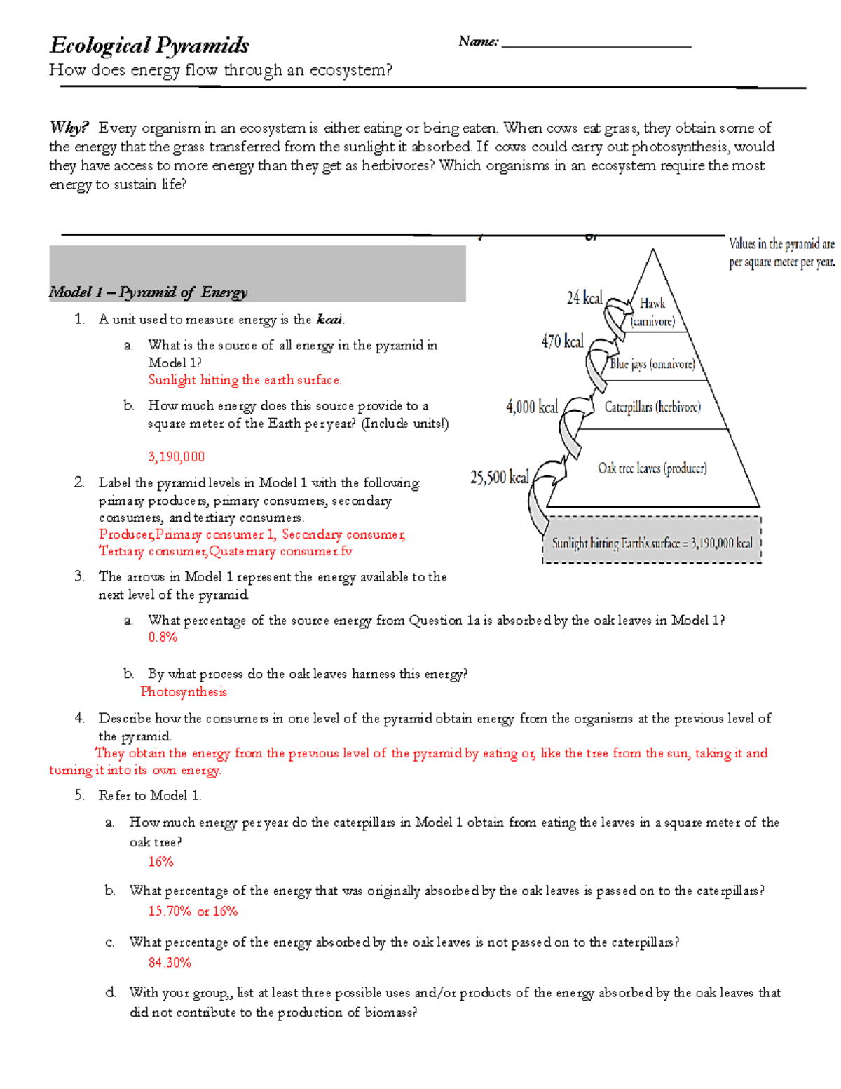 Copy of Ecological Pyramids Group - Ecological Pyramids How does energy ...