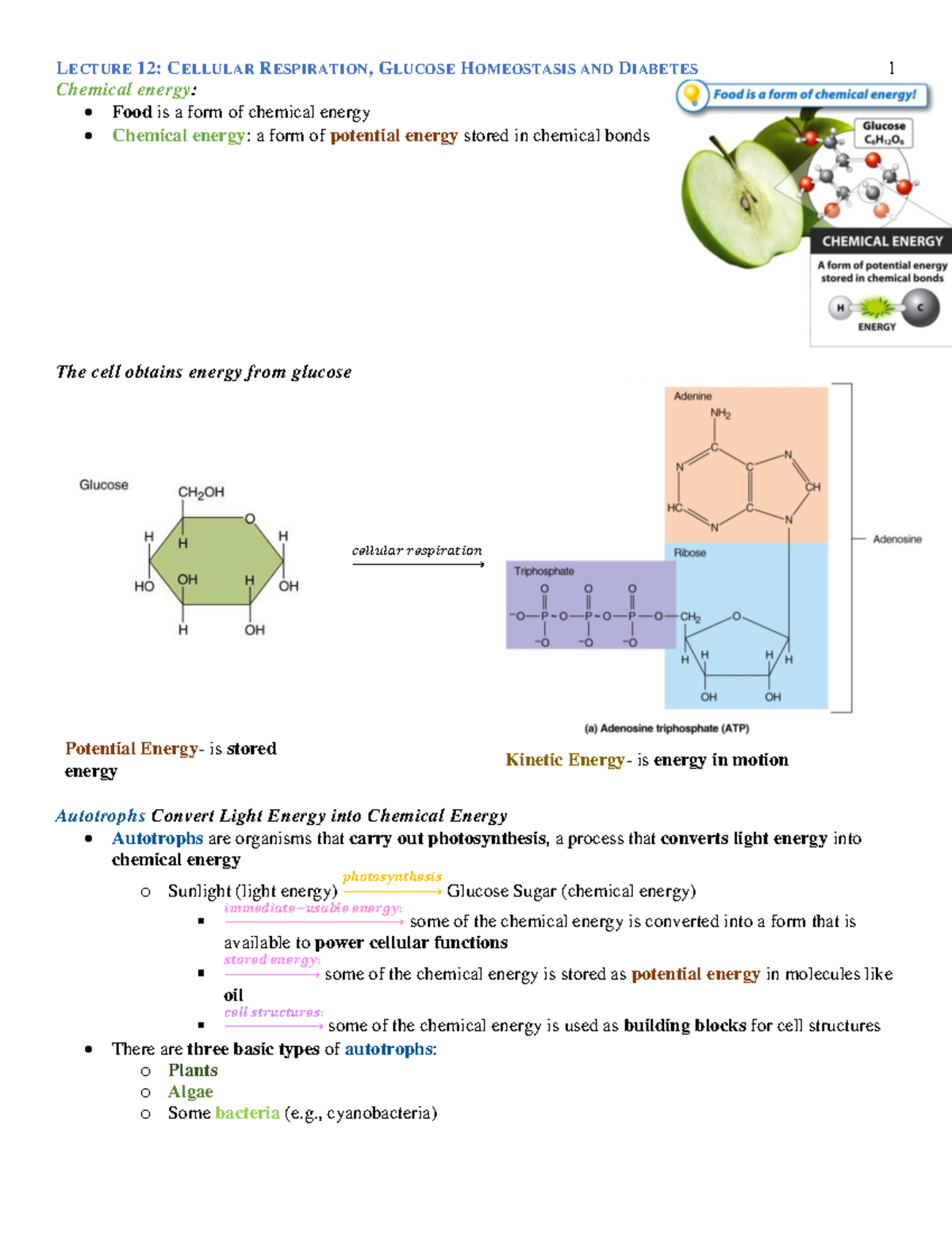 lecture-12-cellular-respiration-glucose-homeostasis-and-diabetes