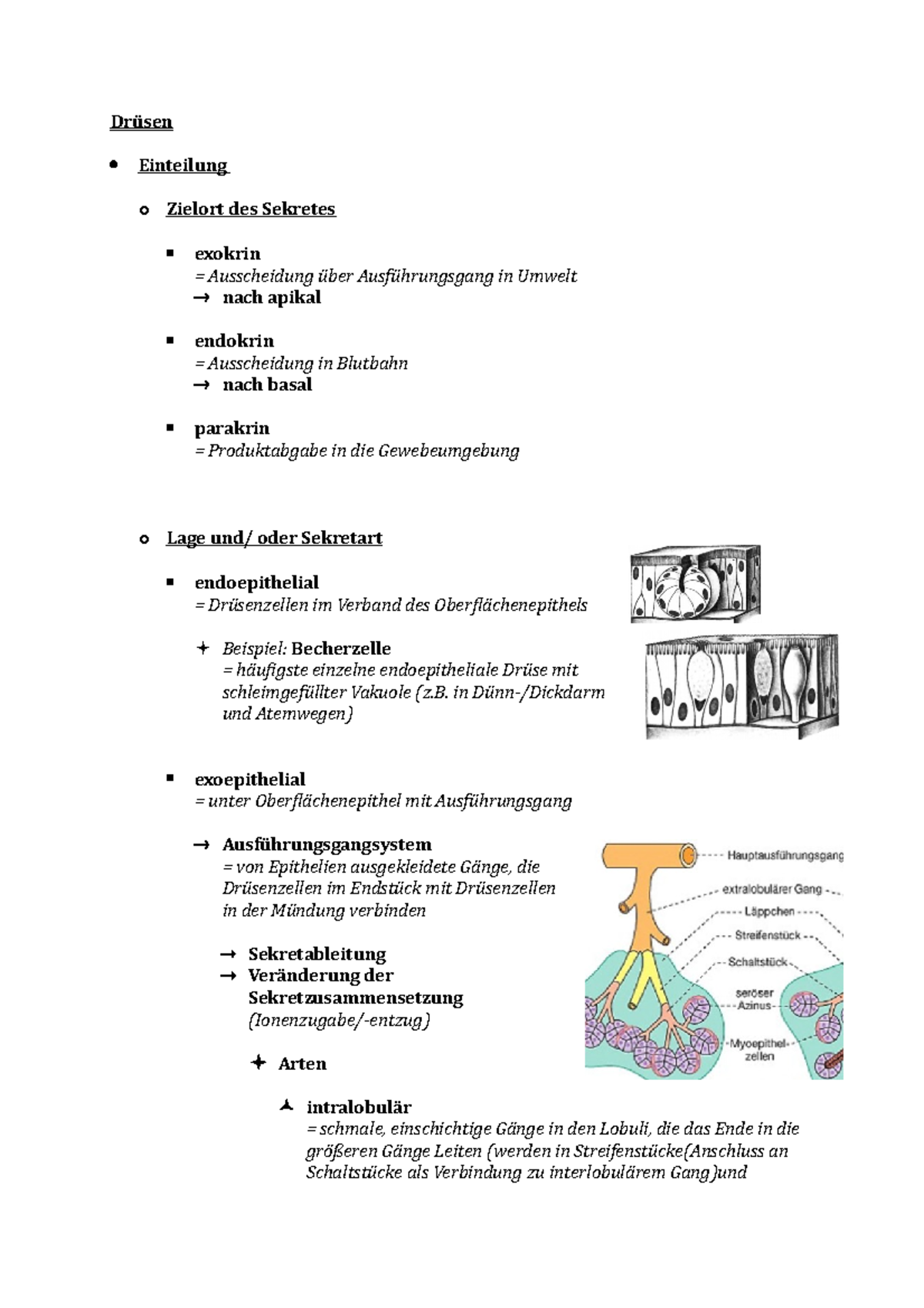 Drüsen - TB2- Mikroanatomie Gewebelehre - Drüsen Einteilung o Zielort ...