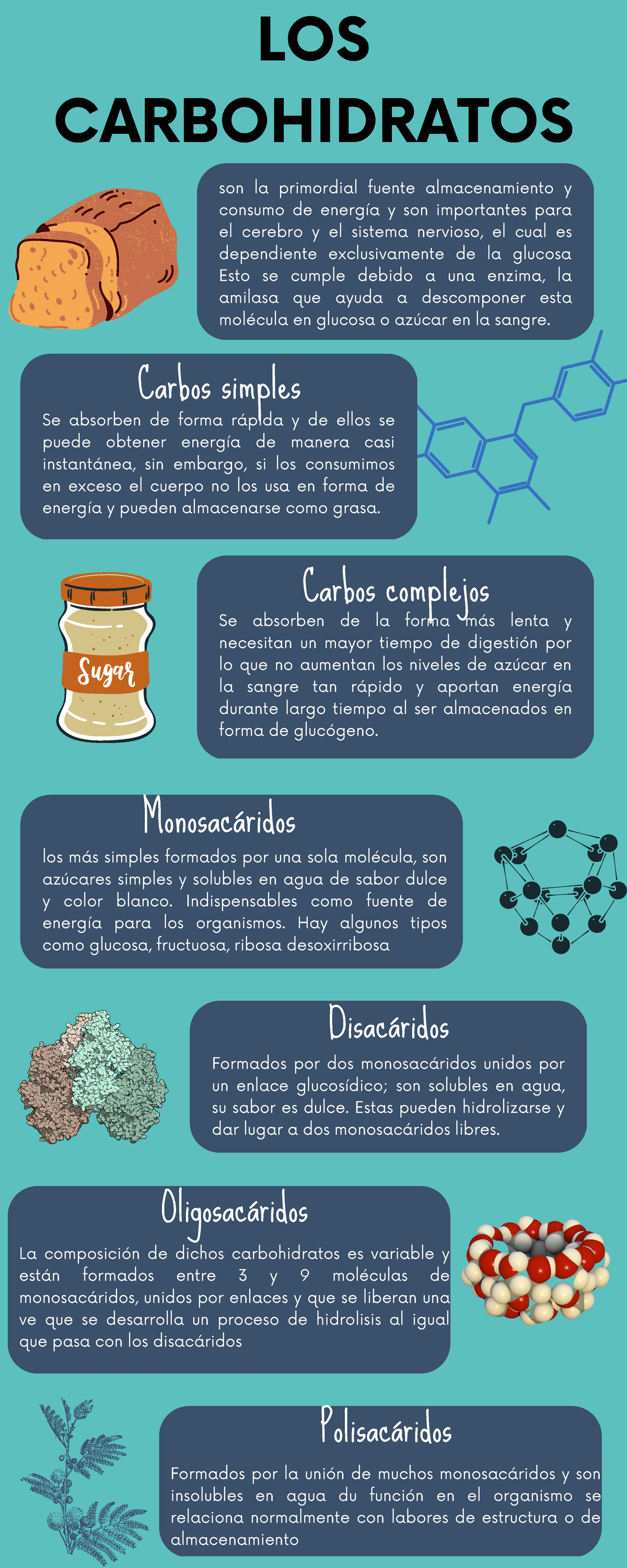 Carboidratos Infografía Los Carbohidratos Son La Primordial Fuente Almacenamiento Y Consumo De 7238