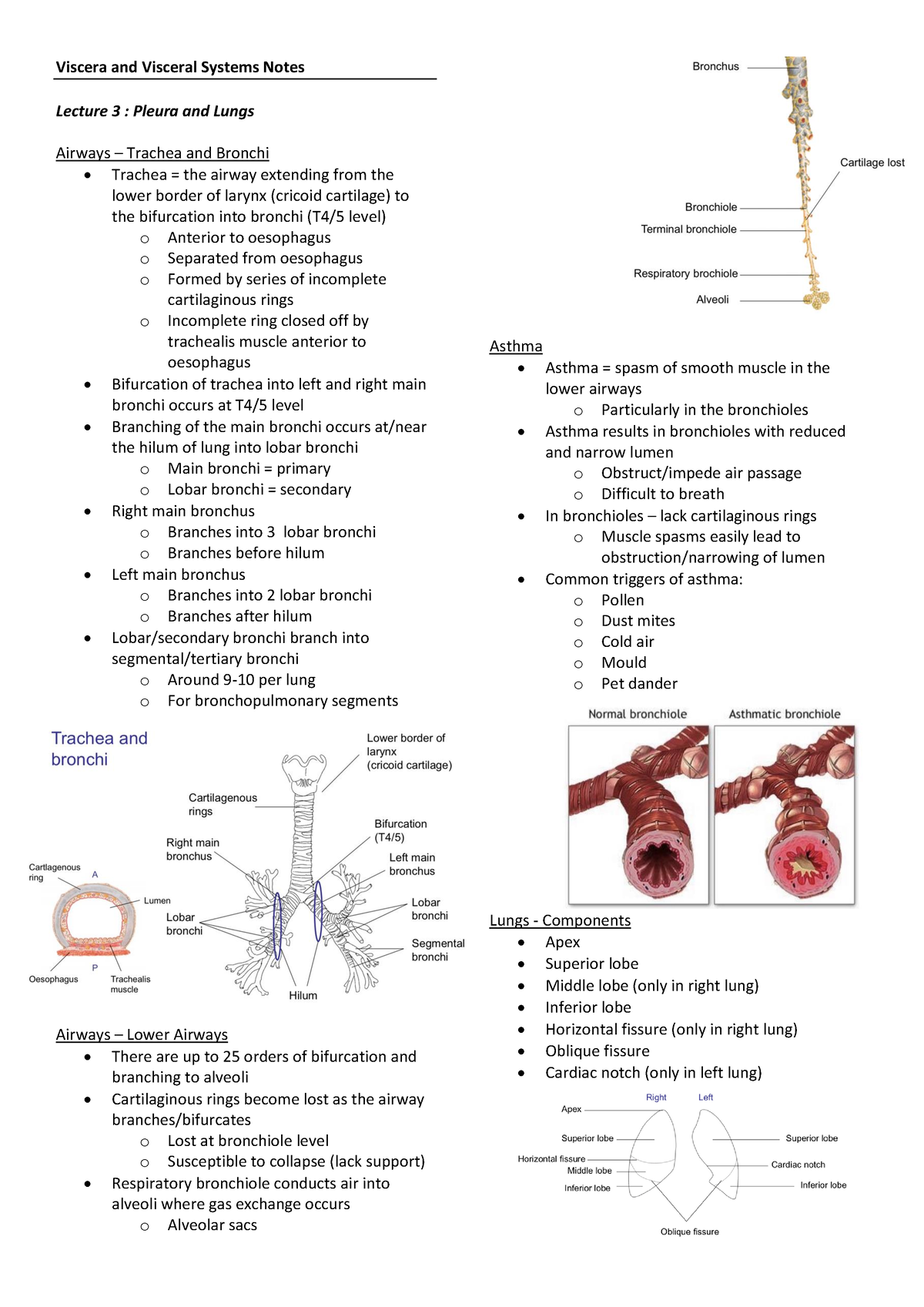 Pleura and lungs - Viscera and Visceral Systems Notes Lecture 3 ...