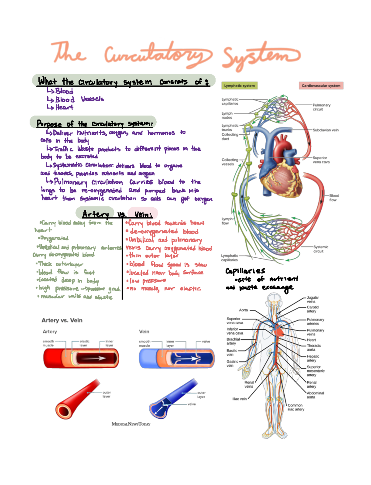 Cardiovascular system What the circulatory system consists of