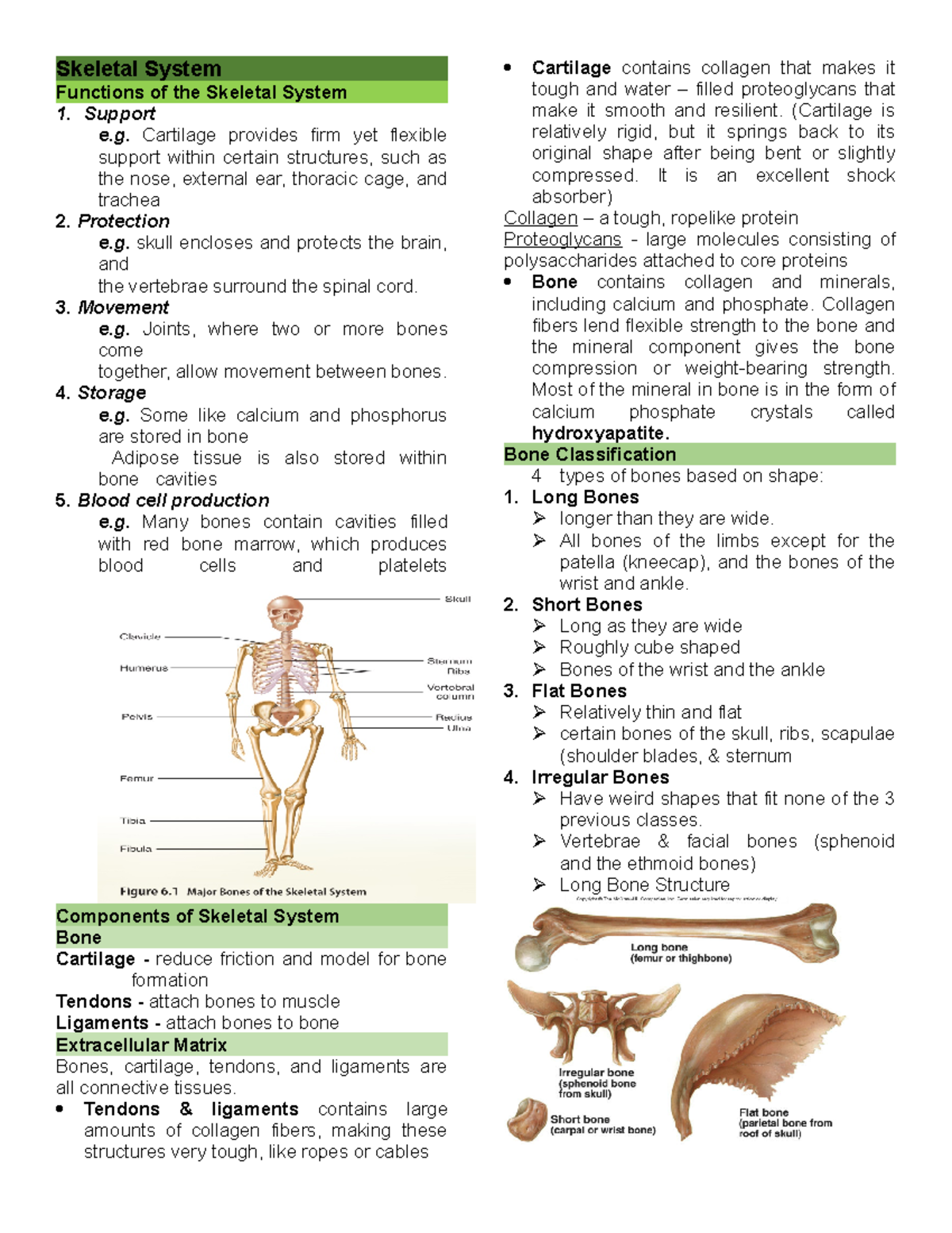 The Skeletal System Crash Course A&p 19 Anaphy Chapter 6 Skeletal System - Skeletal System Functions of the