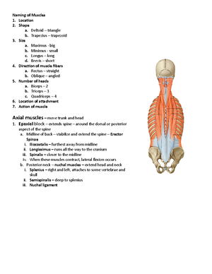 Axial Muscles - epaxial and hypoxia blocks - Naming of Muscles Location ...