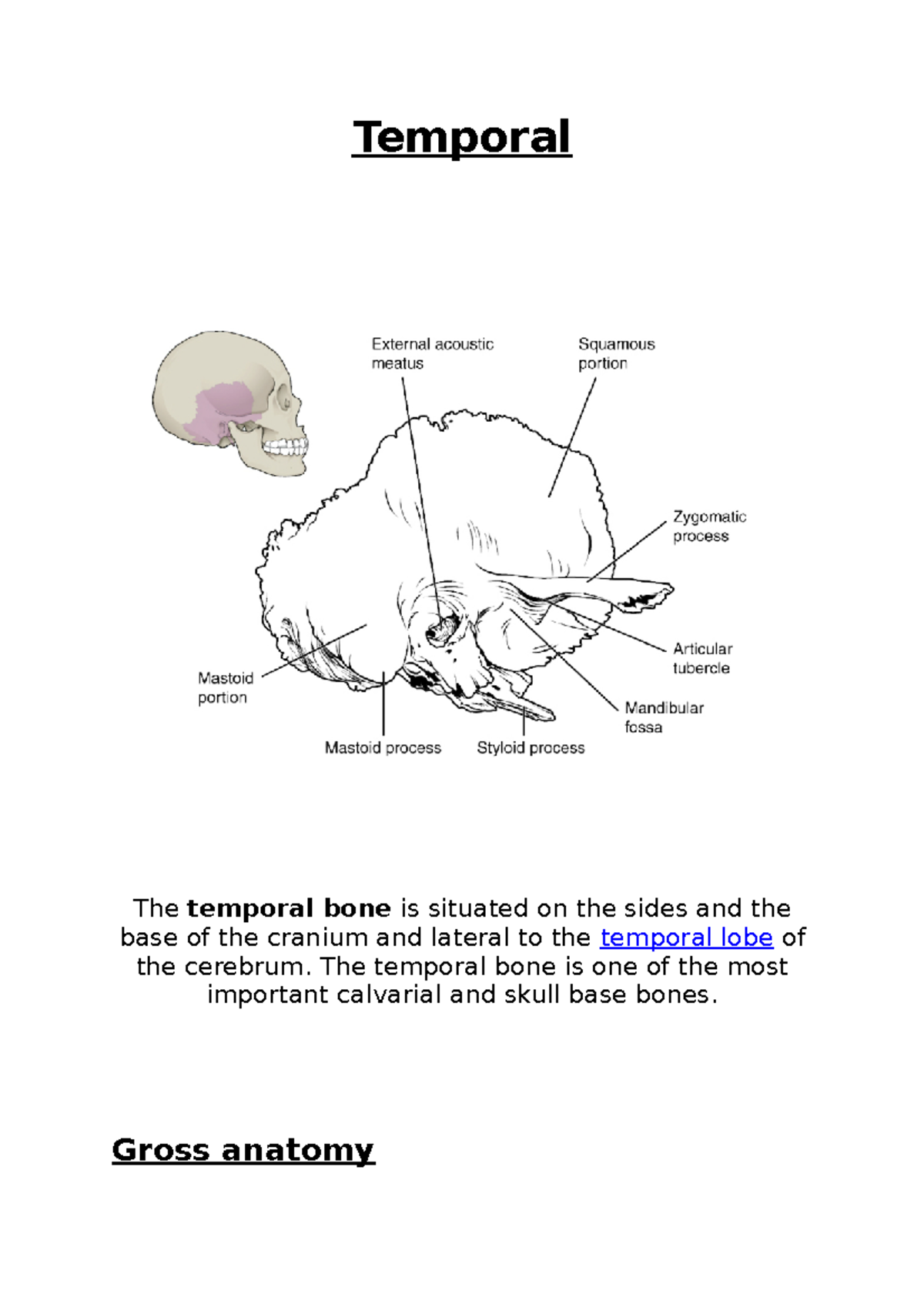 Cranial Bones - Temporal Bones - Temporal The temporal bone is situated ...