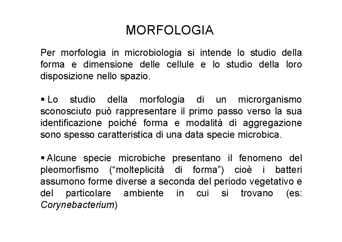 Lezione 5. morfologia -... - MORFOLOGIA Per morfologia in