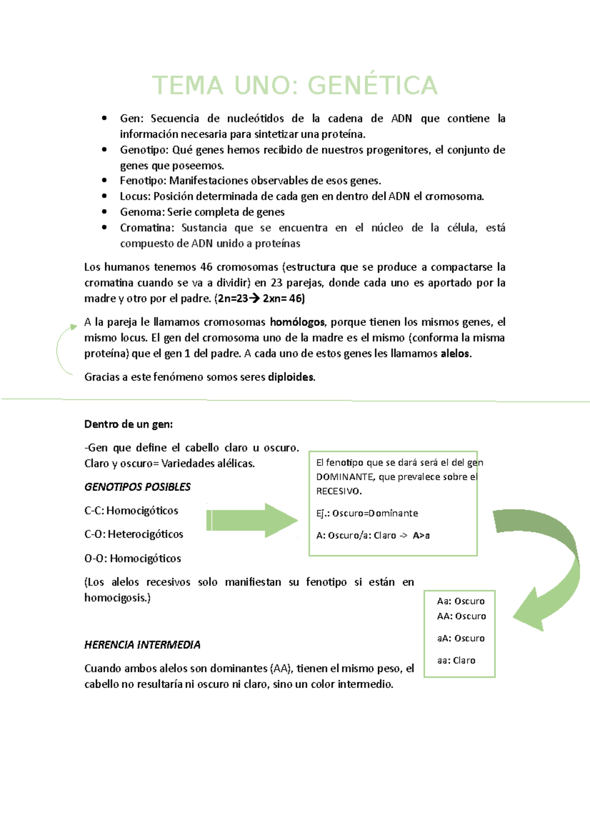 Apuntes TEMA UNO GENÉTICA Gen Secuencia de nucleótidos de